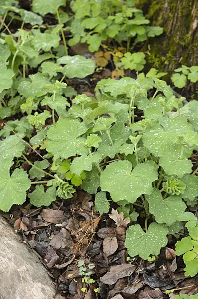 520223 - Lady's mantle (Alchemilla)