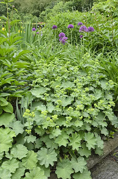 508127 - Lady's mantle (Alchemilla) and ornamental onion (Allium)