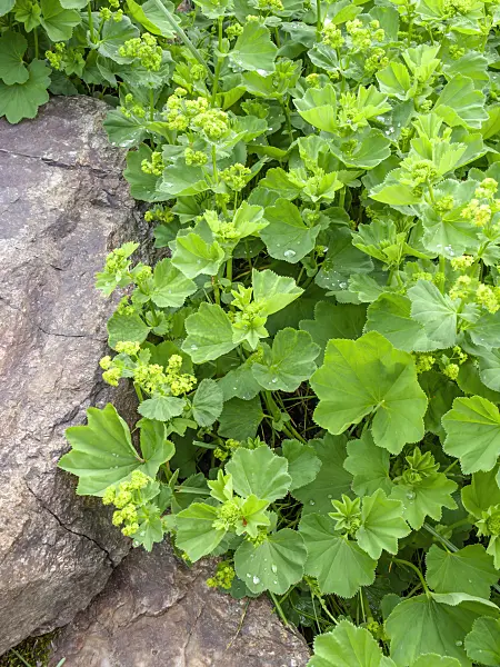 448076 - Lady's mantle (Alchemilla gorcensis)