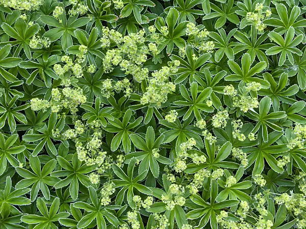 438206 - Lady's mantle (Alchemilla hoppeana)