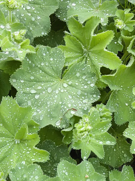 401202 - Lady's mantle (Alchemilla mollis)