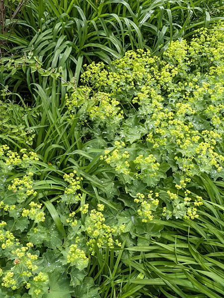 426100 - Lady's mantle (Alchemilla mollis)