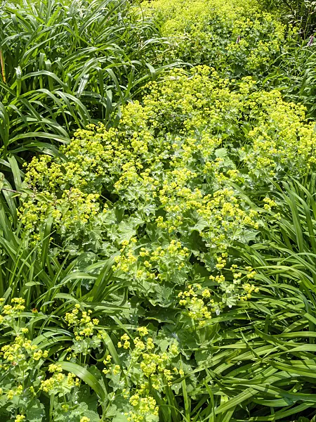 426101 - Lady's mantle (Alchemilla mollis)