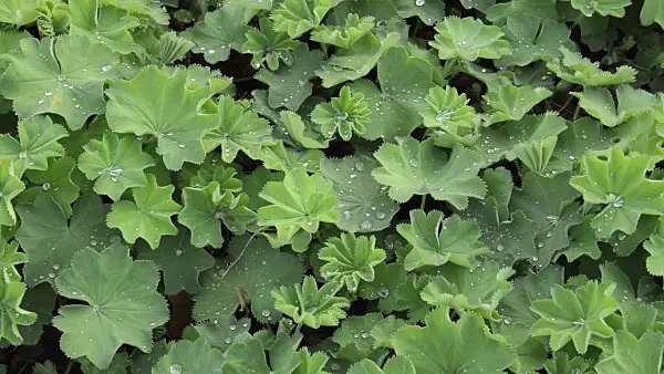 511029 - Lady's mantle (Alchemilla mollis)