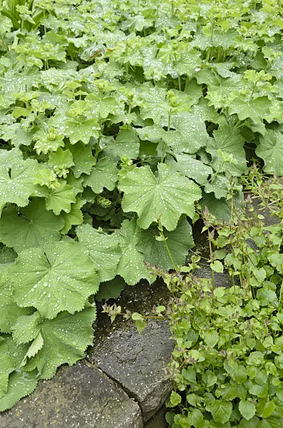 520420 - Lady's mantle (Alchemilla mollis)