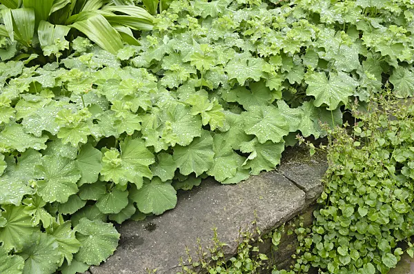 520421 - Lady's mantle (Alchemilla mollis)
