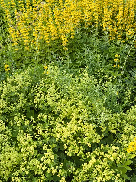 402006 - Lady's mantle (Alchemilla mollis) and dotted loosestrife (Lysimachia punctata)