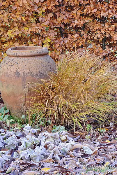 517014 - Lady's mantle (Alchemilla mollis) and Japanese forest grass (Hakonechloa macra) in autumn with hoar frost