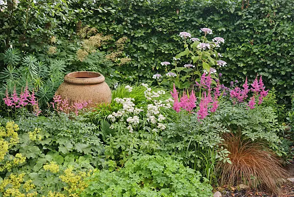 483029 - Lady's mantle (Alchemilla mollis), astilbe (Astilbe), masterwort (Astrantia), New Zealand sedge (Carex tenuiculmis) and Sargent's hydrangea (Hydrangea aspera subsp. sargentiana)