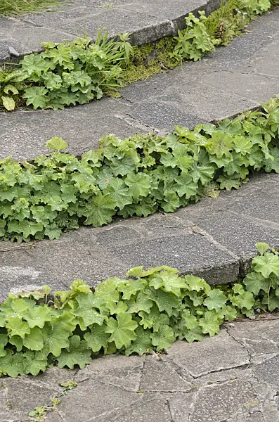 533520 - Lady's mantle (Alchemilla) on a garden path