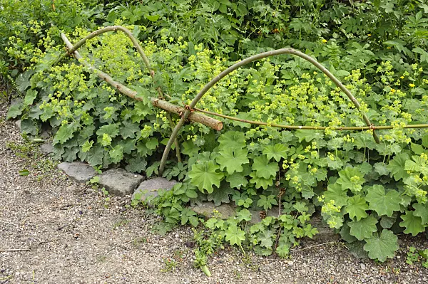 472426 - Lady's mantle (Alchemilla) with edging of willow branches