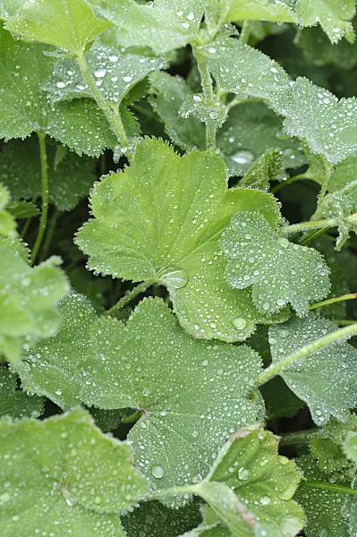 484130 - Lady's mantle (Alchemilla) with rain drops