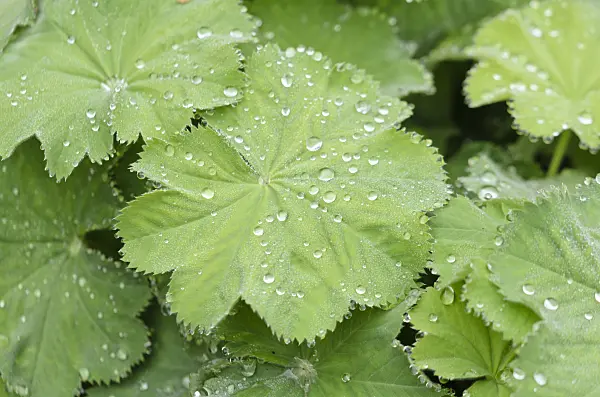 572087 - Lady's mantle (Alchemilla) with rain drops