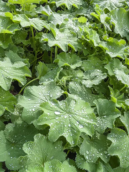 413012 - Lady's mantle (Alchemilla) with water drops on the leaves