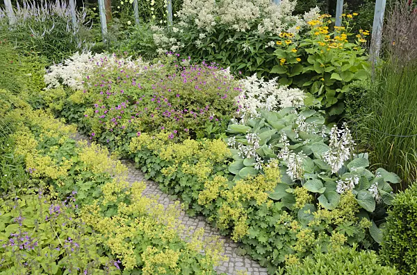 534196 - Lady's mantles (Alchemilla), cranesbills (Geranium), astilbes (Astilbe) and plantain lilies (Hosta)