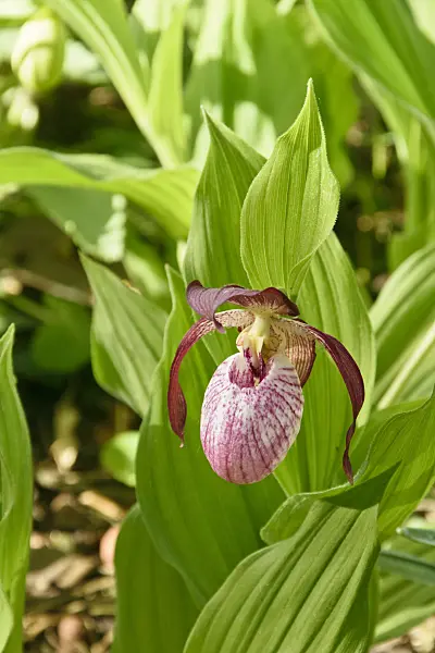 556060 - Lady's slipper orchid (Cypripedium Barbarossa)