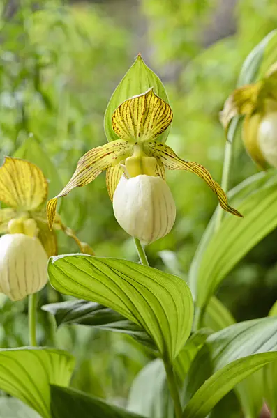 521060 - Lady's slipper orchid (Cypripedium Kentucky Maxi)