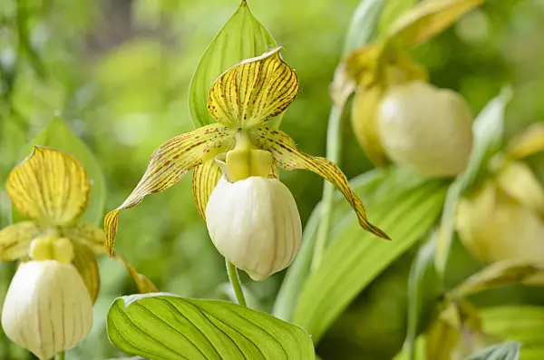 521061 - Lady's slipper orchid (Cypripedium Kentucky Maxi)