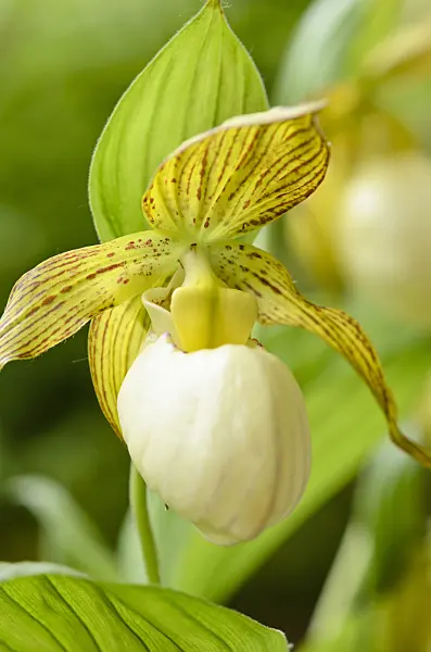 521062 - Lady's slipper orchid (Cypripedium Kentucky Maxi)