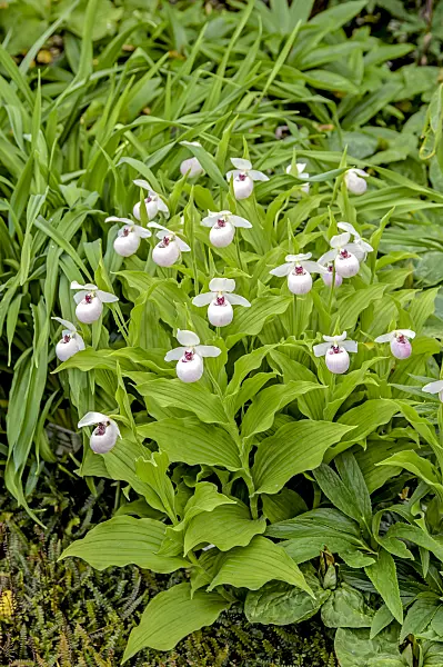 593066 - Lady's slipper orchid (Cypripedium Ulla Silkens)