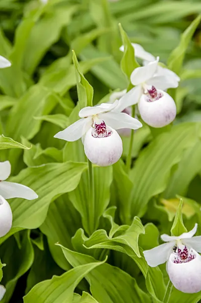 593067 - Lady's slipper orchid (Cypripedium Ulla Silkens)