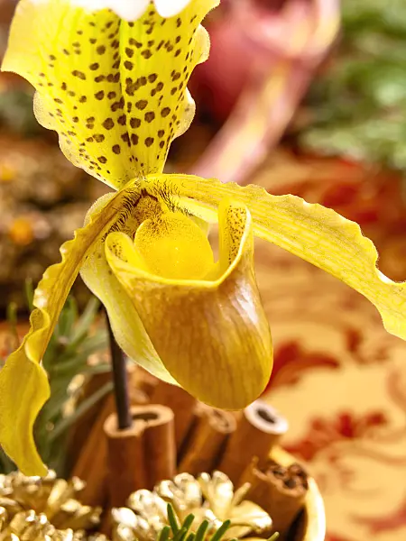 444110 - Lady's slipper orchid (Paphiopedilum)