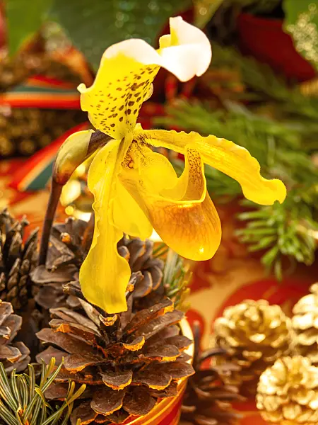 444116 - Lady's slipper orchid (Paphiopedilum)