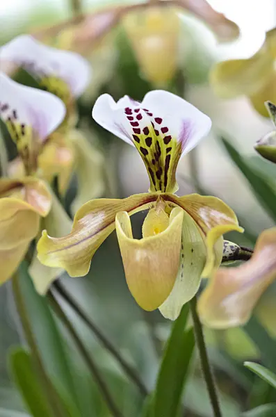 529159 - Lady's slipper orchid (Paphiopedilum gratrixianum)