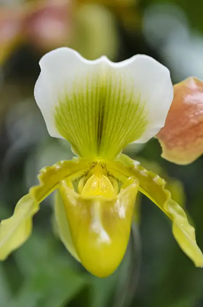 529157 - Lady's slipper orchid (Paphiopedilum Heide)