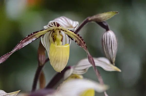 529160 - Lady's slipper orchid (Paphiopedilum philippinense var. roebelenii)