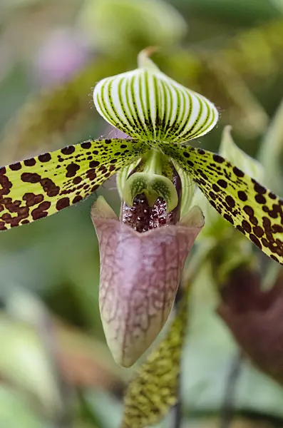 529158 - Lady's slipper orchid (Paphiopedilum sukhakulii)