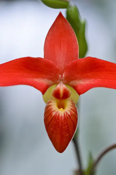529163 - Lady's slipper orchid (Phragmipedium besseae)