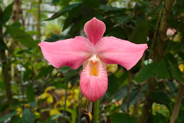672022 - Lady's slipper orchid (Phragmipedium Fritz Schomburg syn. Phragmipedium besseae var. dalessandroi)
