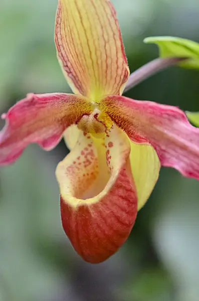 529161 - Lady's slipper orchid (Phragmipedium Living Fire)