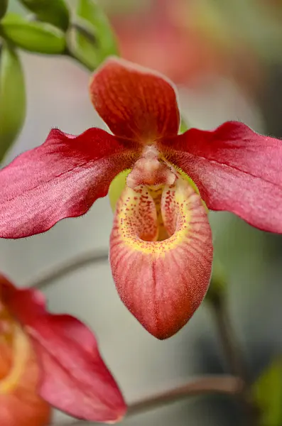 529055 - Lady's slipper orchid (Phragmipedium Memoria Dick Clements)
