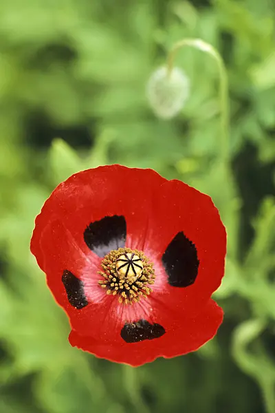 390087 - Ladybird poppy (Papaver commutatum)