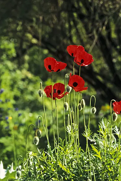 390117 - Ladybird poppy (Papaver commutatum)
