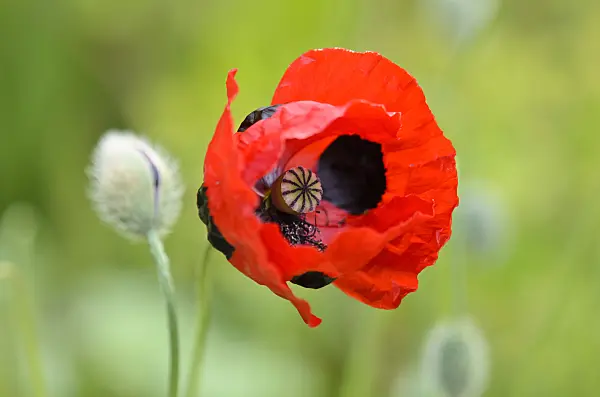 522036 - Ladybird poppy (Papaver commutatum)