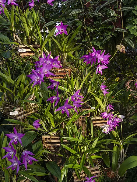 408017 - Laelia gouldiana