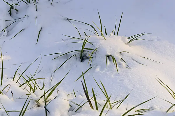 491003 - Laîche japonaise (Carex morrowii)