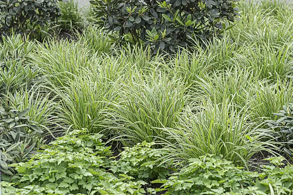 651141 - Laîche japonaise (Carex morrowii 'Ice Dance')