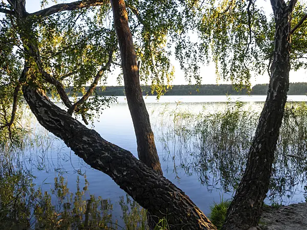 428369 - Lake Feisnecksee, Müritz National Park, Germany