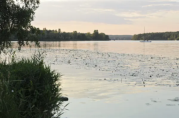 523280 - Lake in diffuse evening light and a sailboat with calm, Jungfernsee, Brandenburg, Germany