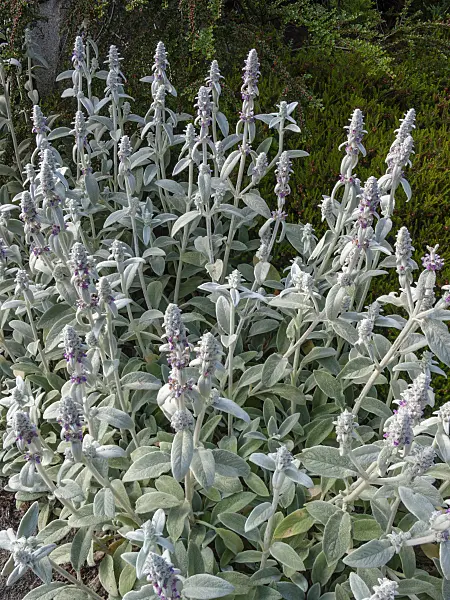 414055 - Lamb's ears (Stachys byzantina)