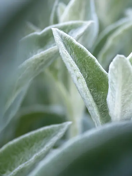 425051 - Lamb's ears (Stachys byzantina)