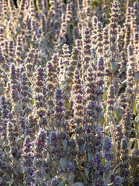 461154 - Lamb's ears (Stachys byzantina)