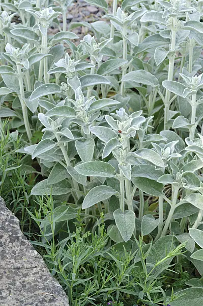 485010 - Lamb's ears (Stachys byzantina)