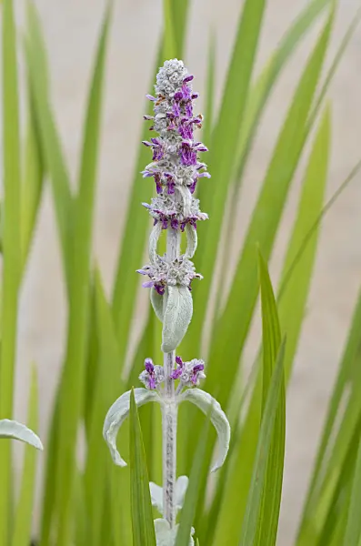 521334 - Lamb's ears (Stachys byzantina)