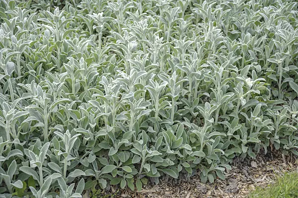 535434 - Lamb's ears (Stachys byzantina)