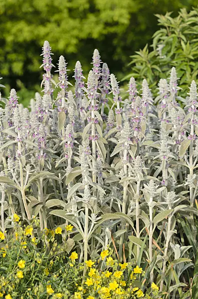 545104 - Lamb's ears (Stachys byzantina)